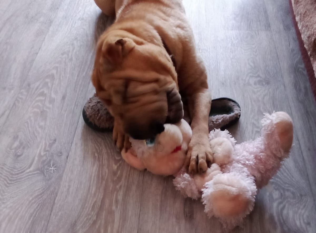 Морщинистая костромичка обрела семью после предательства хозяев