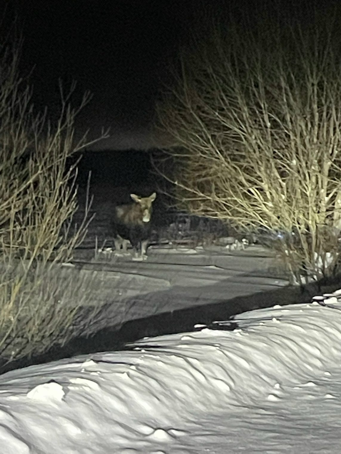 Лоси выскакивают из ниоткуда на костромские трассы