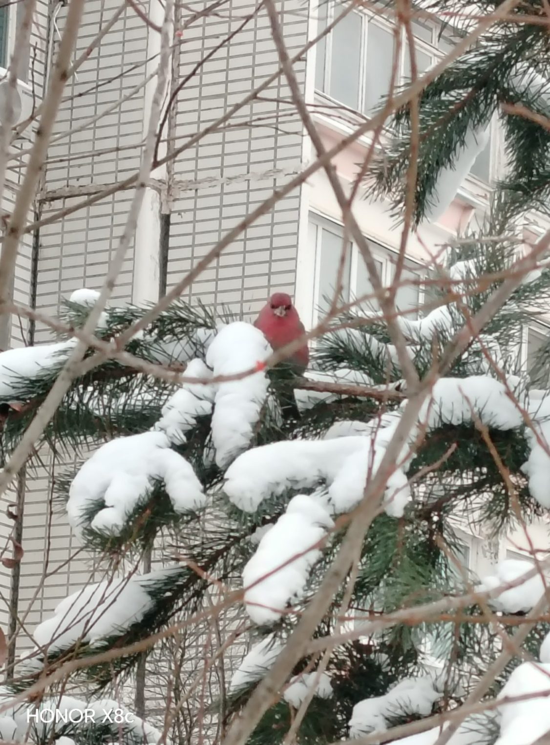 Финских попугаев в Костроме становится все больше