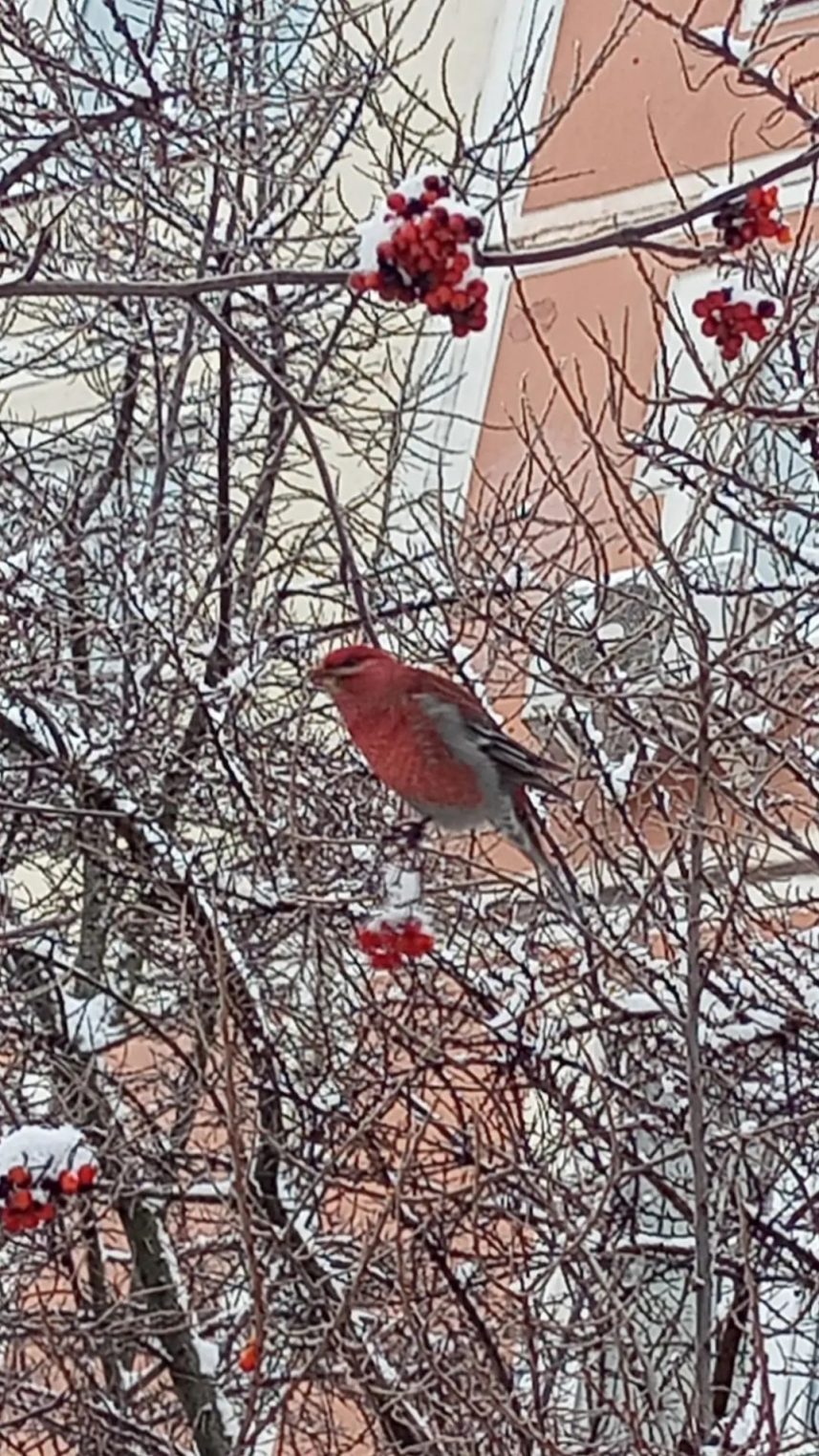 Финских попугаев в Костроме становится все больше