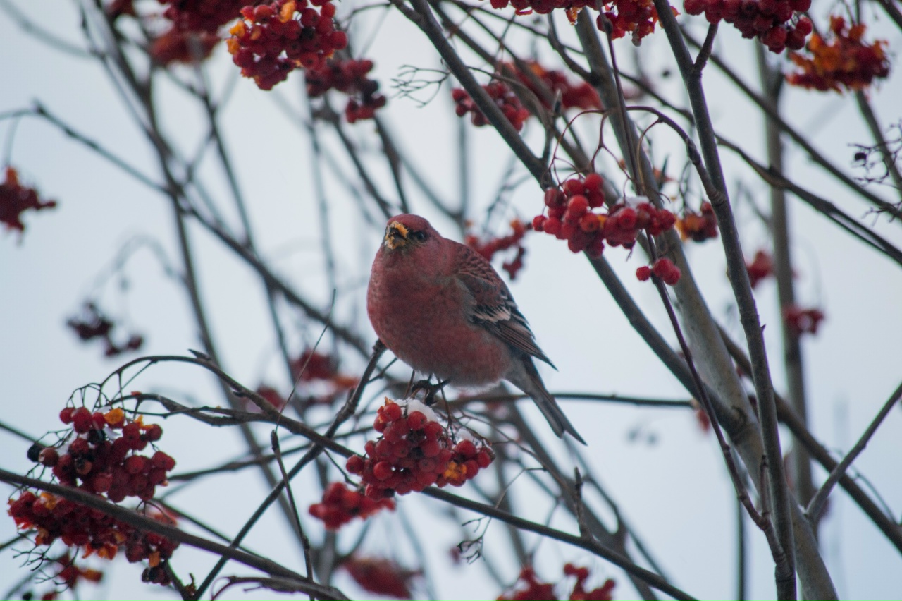 Финских попугаев в Костроме становится все больше