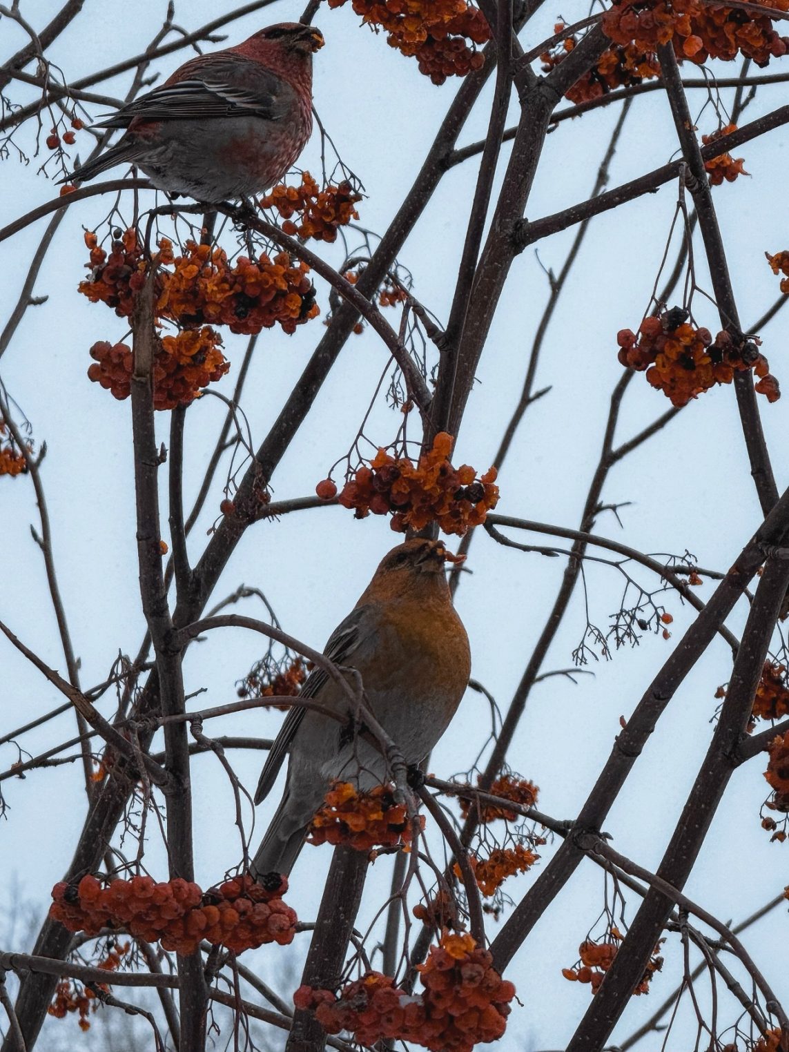 Финских попугаев в Костроме становится все больше