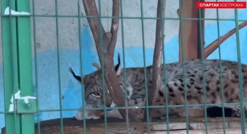 Футболисты костромского Спартака усыновили рысь