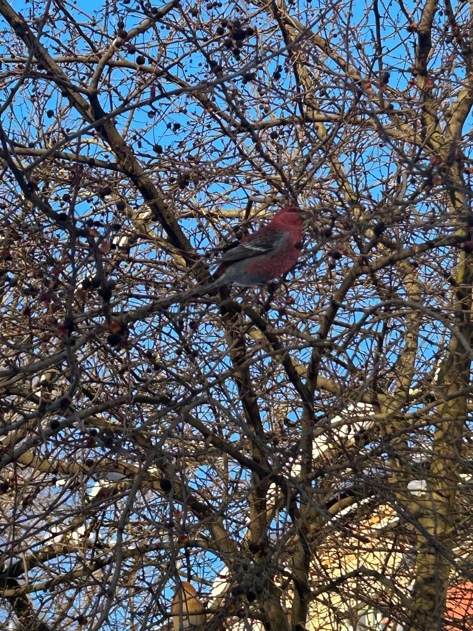 Финские попугаи замечены на Сусанинской площади в Костроме