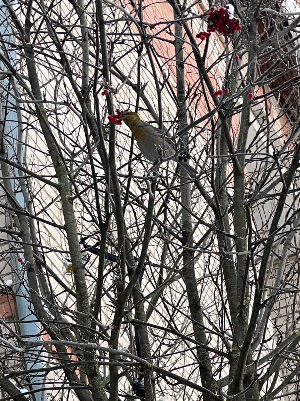 Финских попугаев в Костроме становится все больше