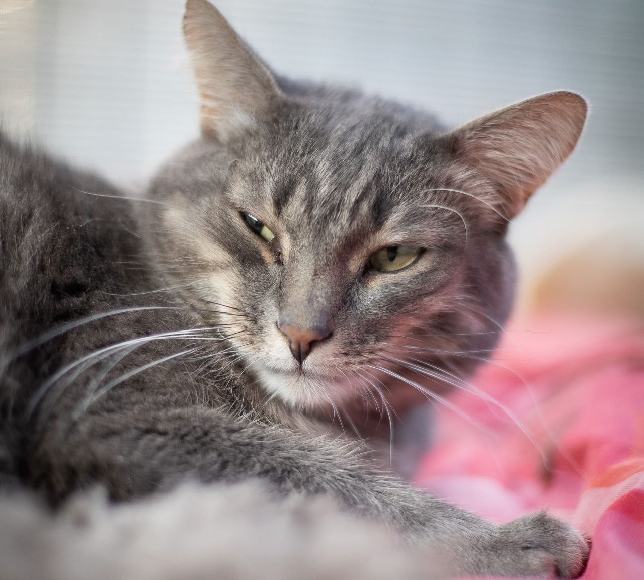 Пушистый костромич Энтони мечтает о ласковых руках