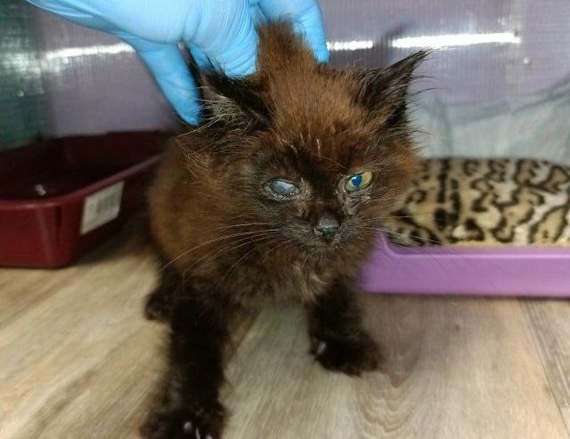 Пушистый костромич потерял глаз, но обрел заботливую семью