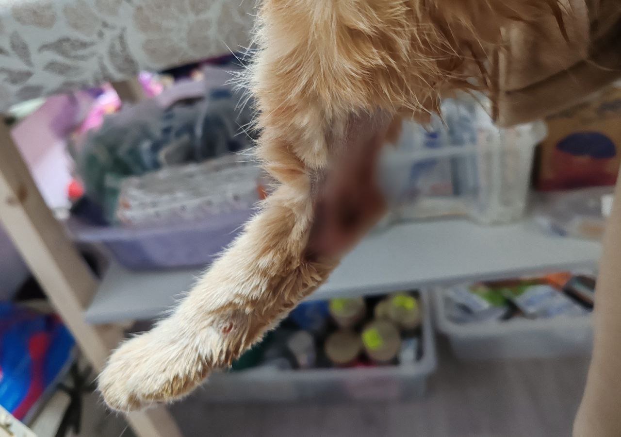 Пушистый огонек ждет помощи неравнодушных костромичей