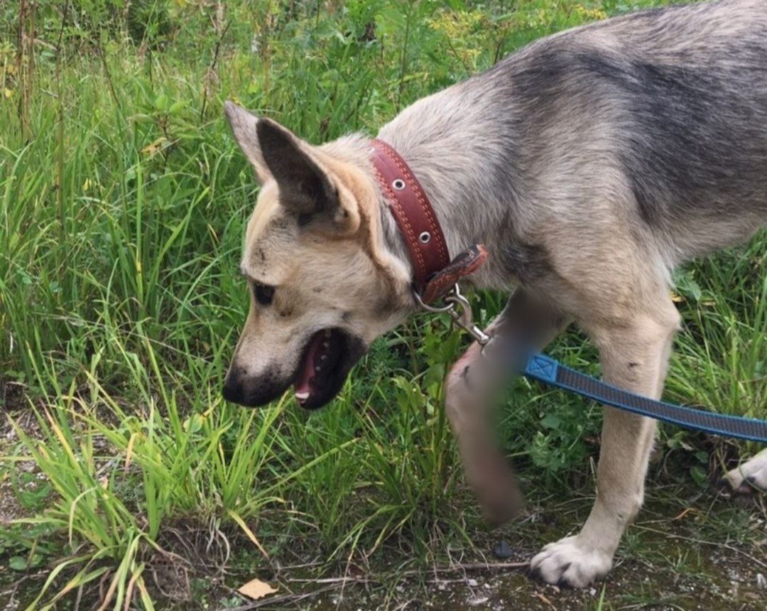 Пес по имени Киса ищет любящую семью в Костроме