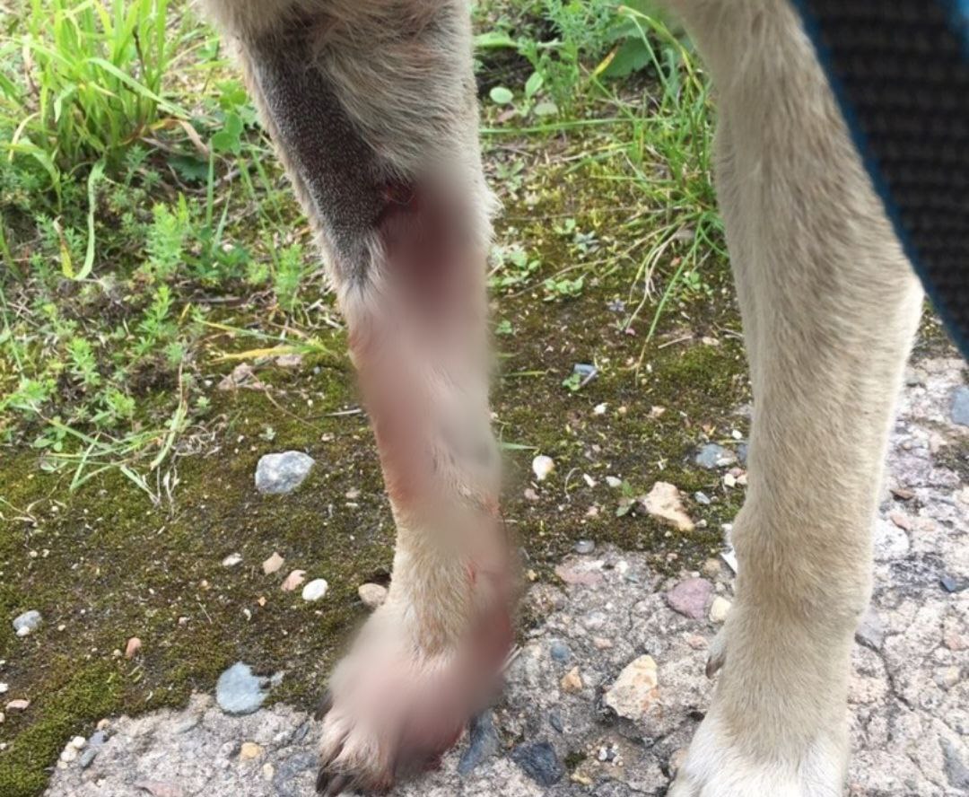 Пес по имени Киса ищет любящую семью в Костроме