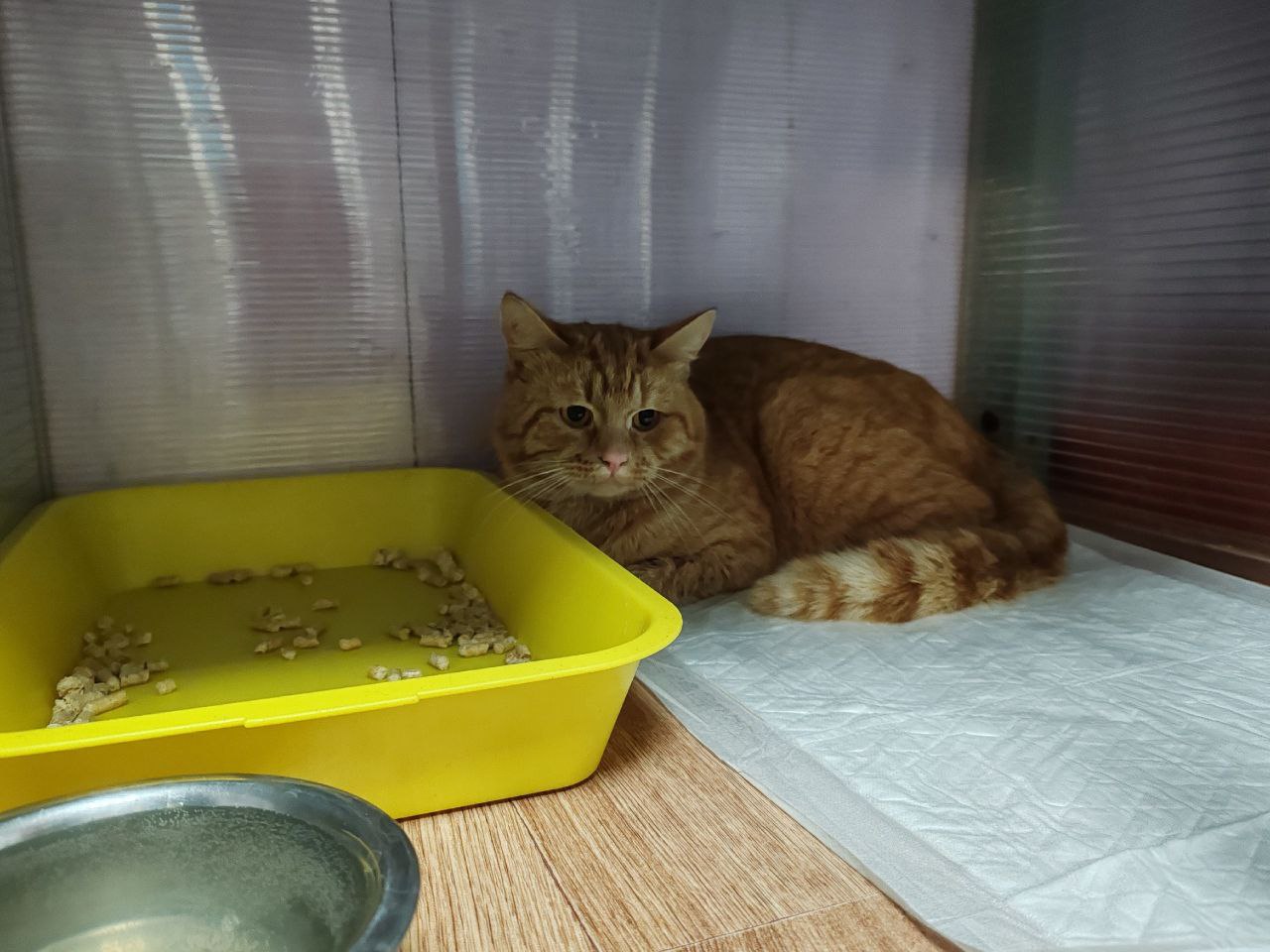 Пушистый огонек ждет помощи неравнодушных костромичей