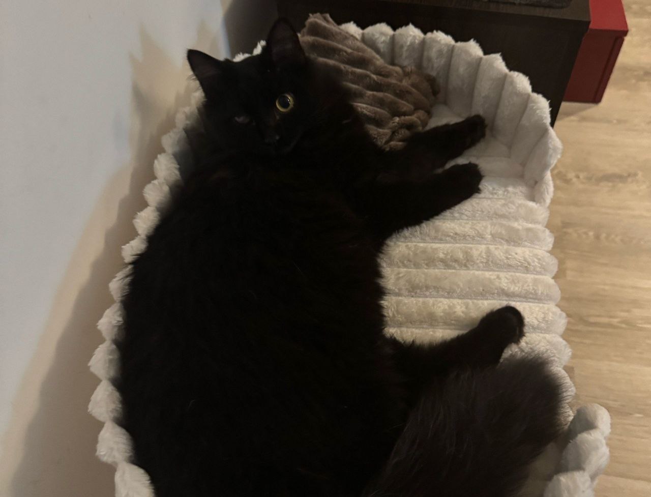 Пушистый костромич потерял глаз, но обрел заботливую семью