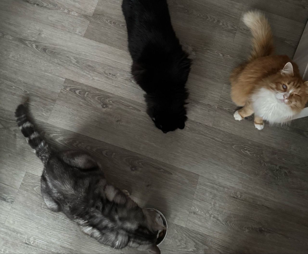 Пушистый костромич потерял глаз, но обрел заботливую семью