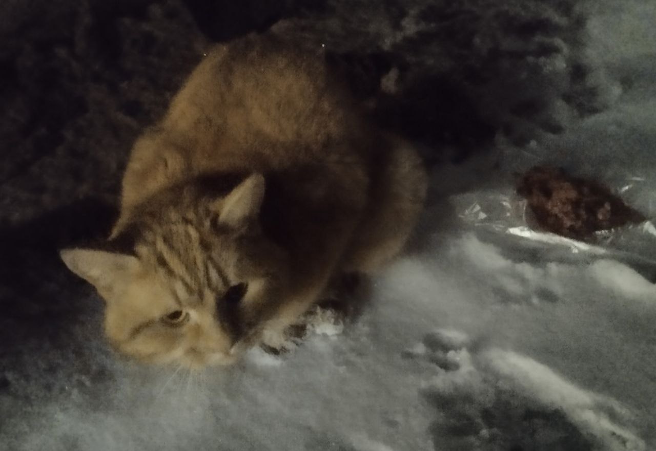 Пушистый огонек ждет помощи неравнодушных костромичей