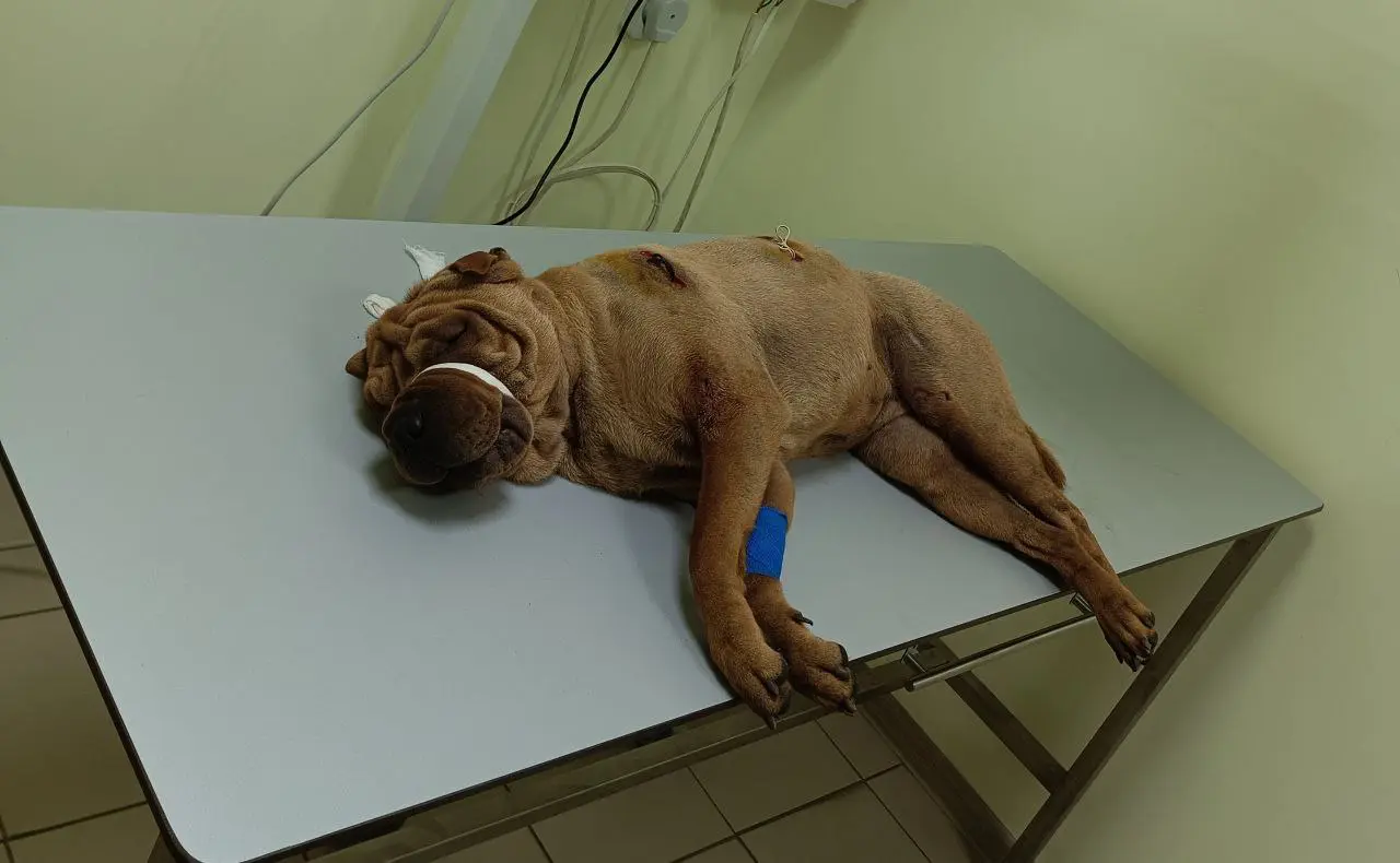 Морщинистая костромичка обрела семью после предательства хозяев