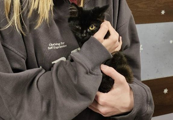 Пушистый костромич потерял глаз, но обрел заботливую семью