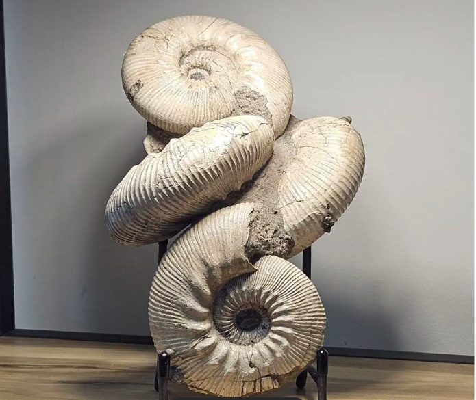 В Костроме торгуют гигантскими обитателями древнего моря