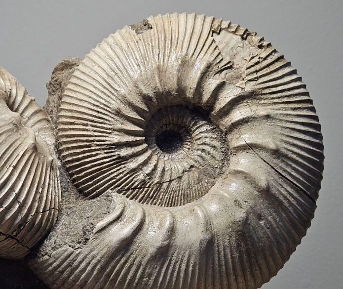 В Костроме торгуют гигантскими обитателями древнего моря