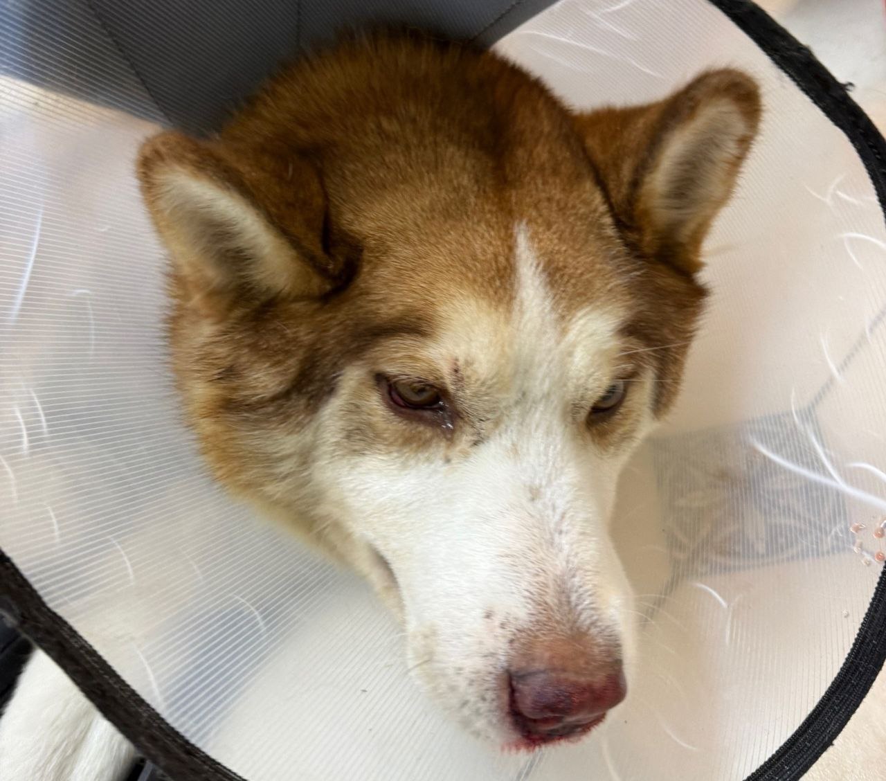 Попавший под машину рыжик нуждается в помощи неравнодушных костромичей