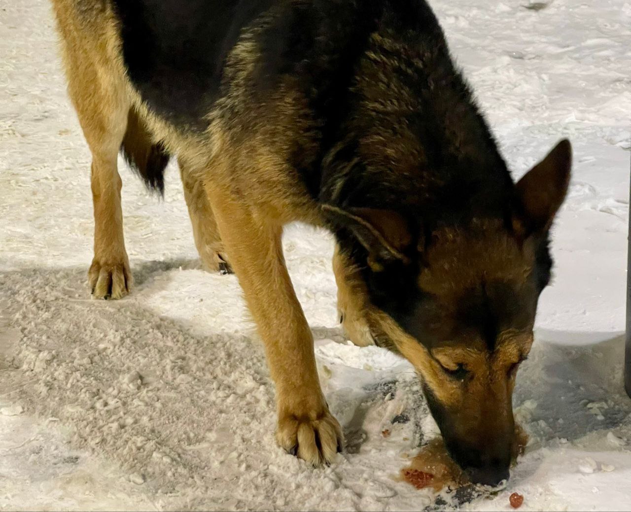 Грустный пес ищет своего хозяина в центре Костромы