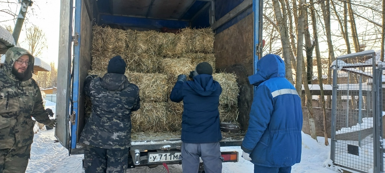 Костромичей просят подстелить соломы бездомным собакам