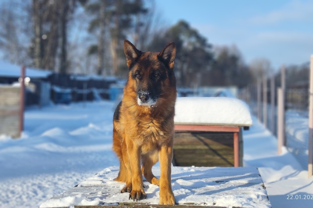 Пожилые работники костромской колонии ищут заботливых владельцев