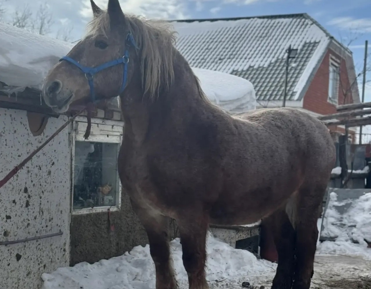 Костромичи могут выбрать имя спасенной от отправки на бойню Булочке