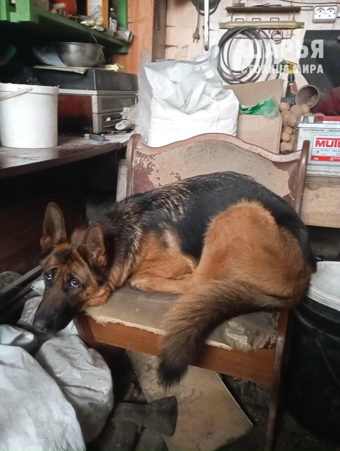 Героическую овчарку разыскивают в Костромской области