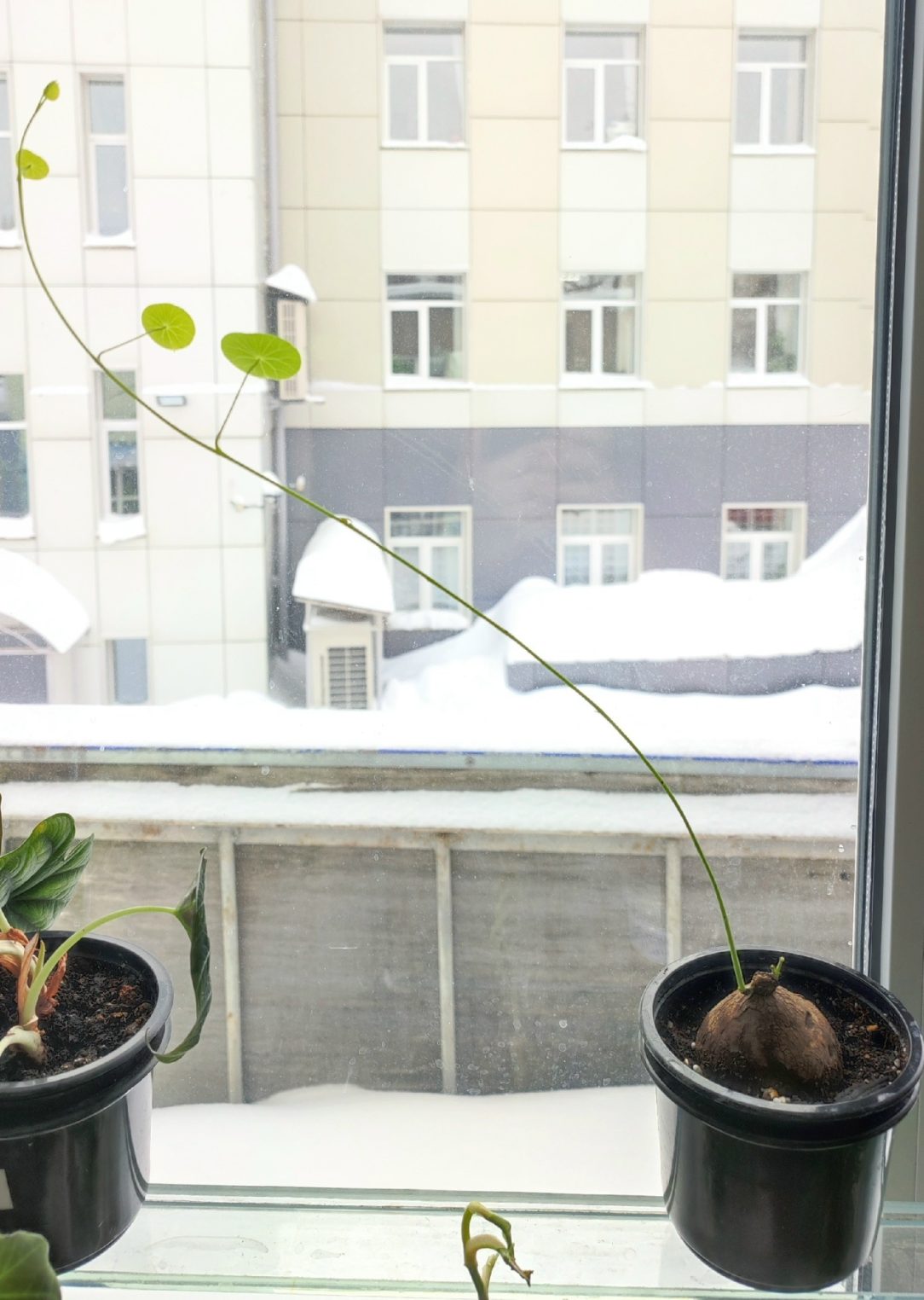 В Костромском экзотариуме проснулась картошка с эротичным имечком