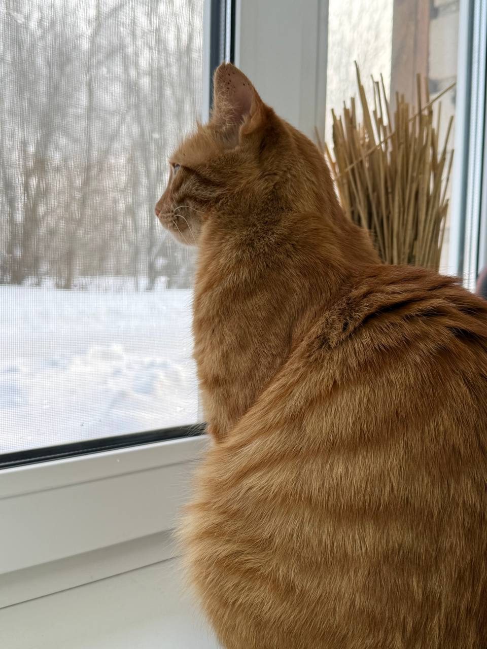 Рыжие — к счастью. История двух костромских котов