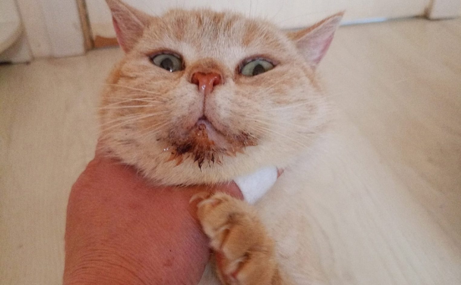 Костромичка отогрела умирающего кота в курятнике