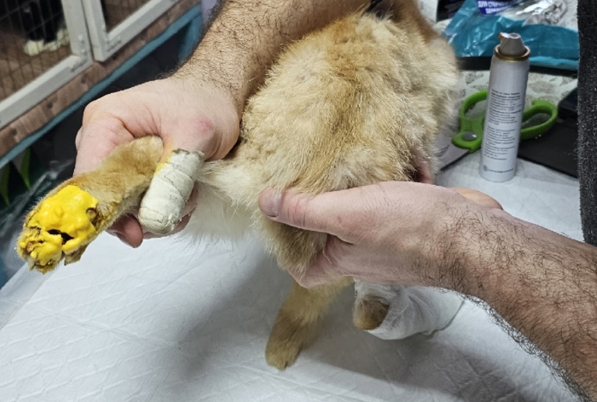 Костромичка отогрела умирающего кота в курятнике