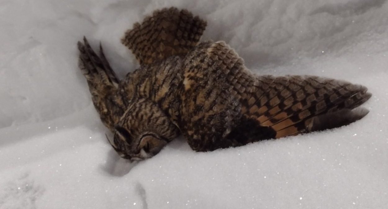 В Костроме спасают редкую сову с тяжёлой травмой