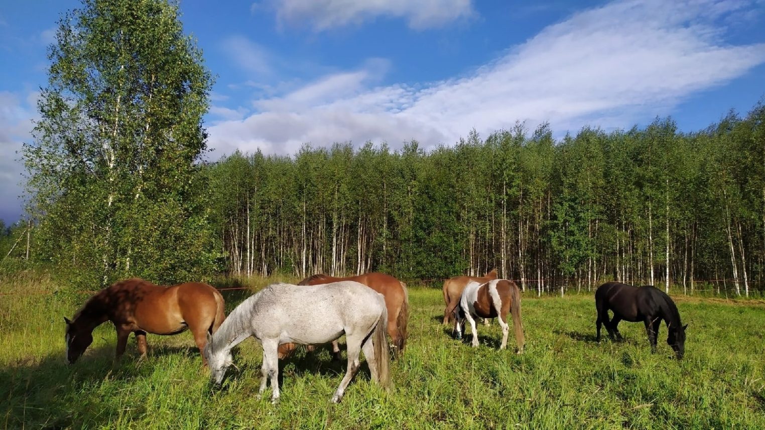 Royal Horse: ваше приключение начнется среди природы и грации
