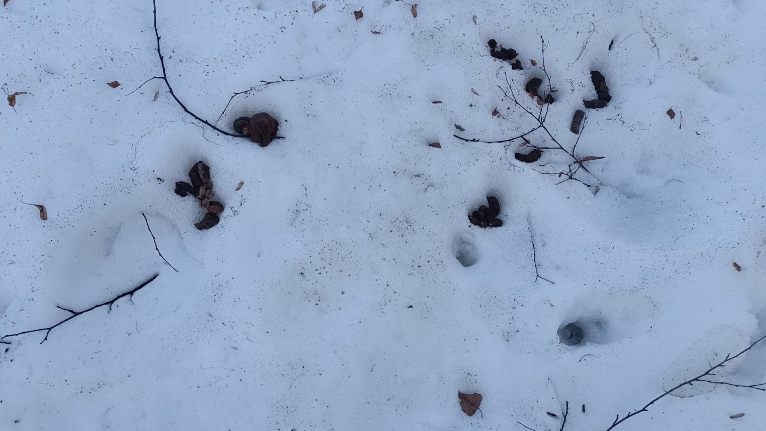 Весна показала: Кострома снова утонула в «собачьих сюрпризах»