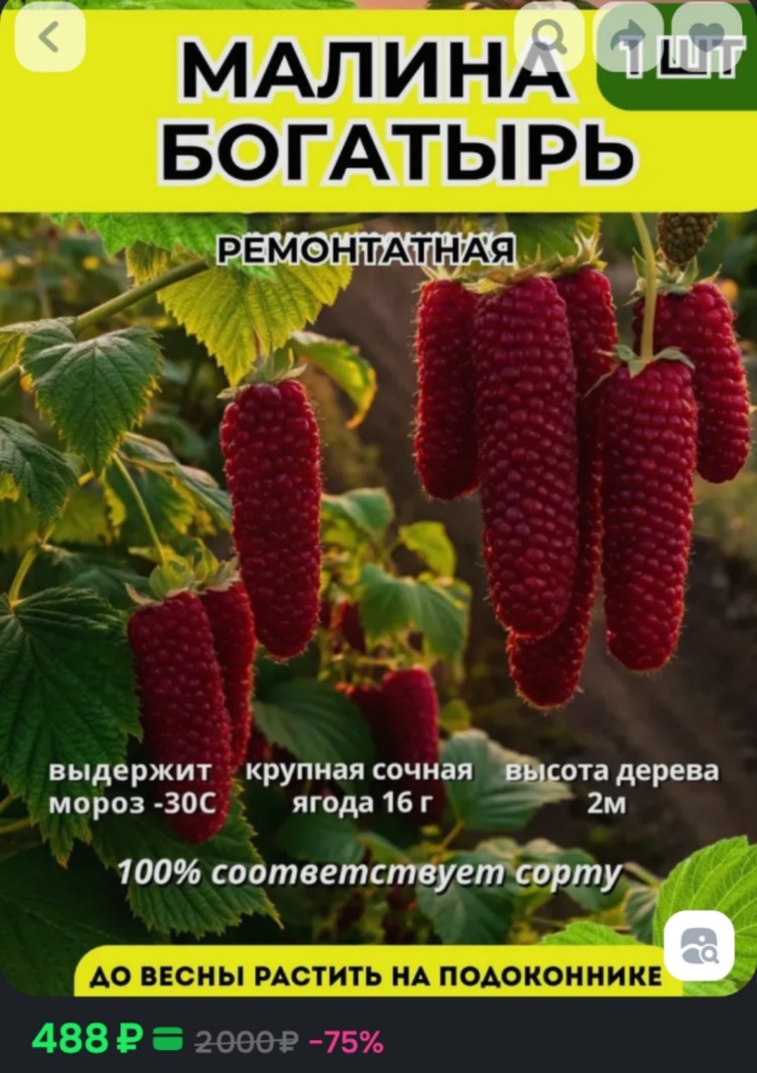 Чудовищное НЕЧТО вырастет в огородах костромских пенсионеров этим летом