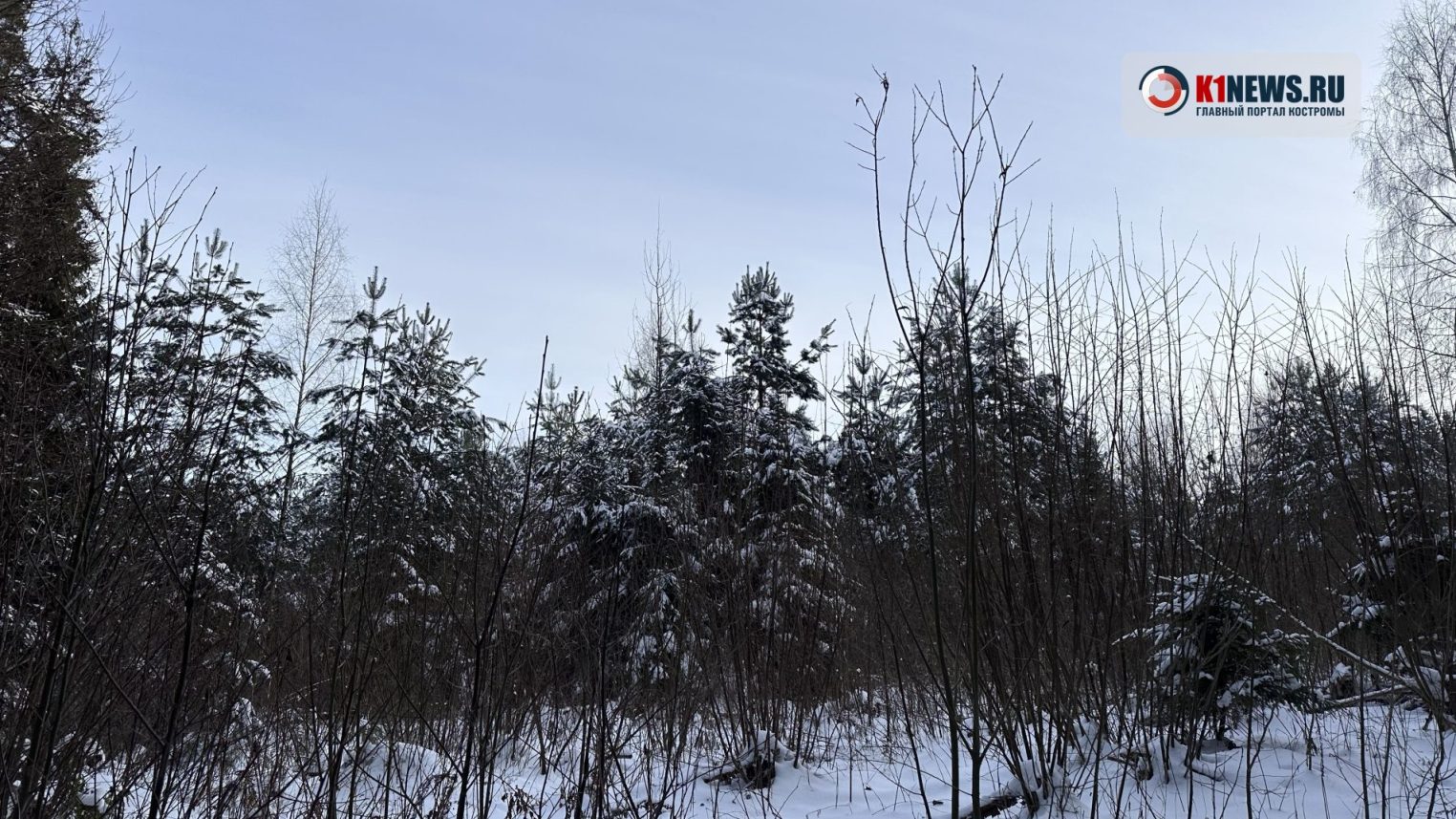 Сонных и голодных костромских медведей будут отстреливать