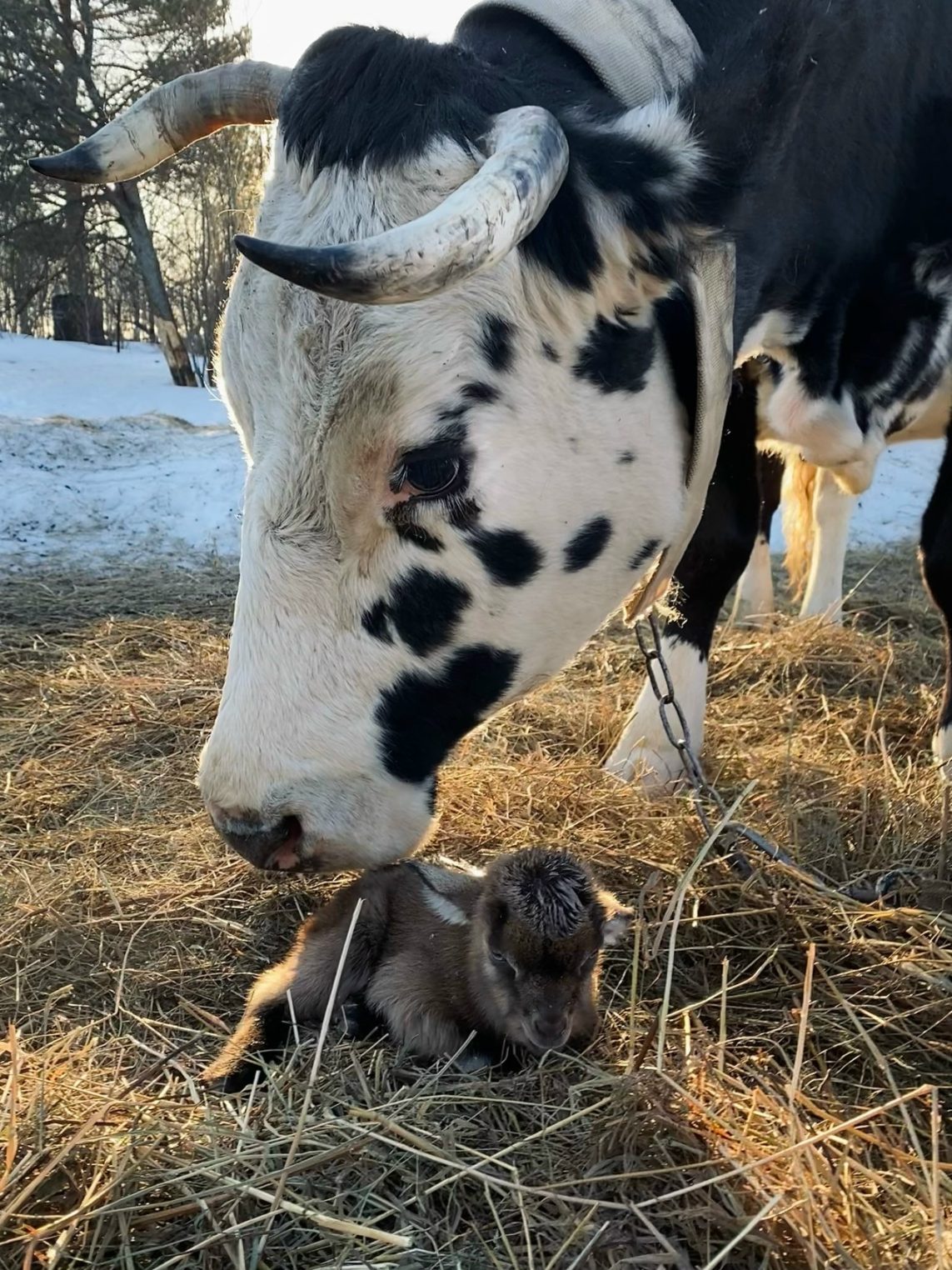 Бейби-бум: под Костромой отпочковались ушастые овцы и козы