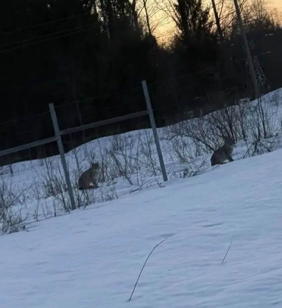 Милота: дикие кошки наслаждаются мартовским теплом под Костромой