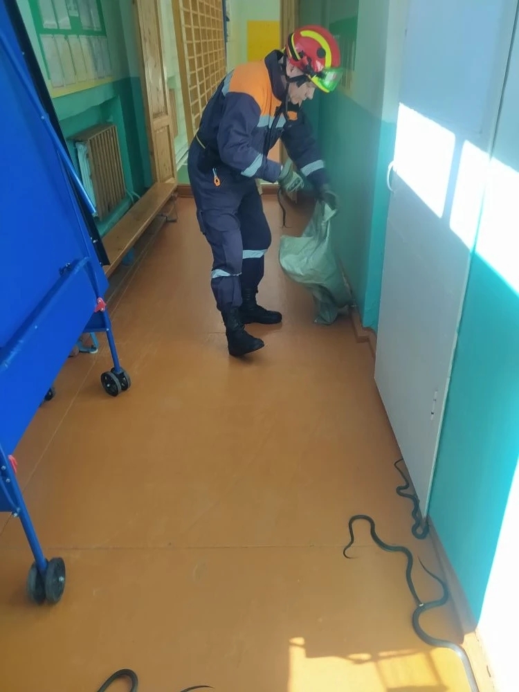 Змеиное гнездо разворошили в конторе под Костромой