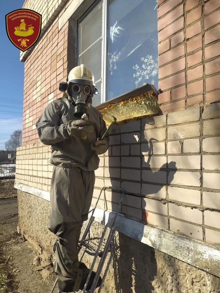 Слишком ранние осы атаковали костромской детсад