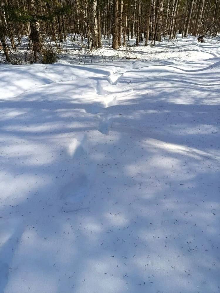 Слишком ранняя весна разбудила костромских медведей