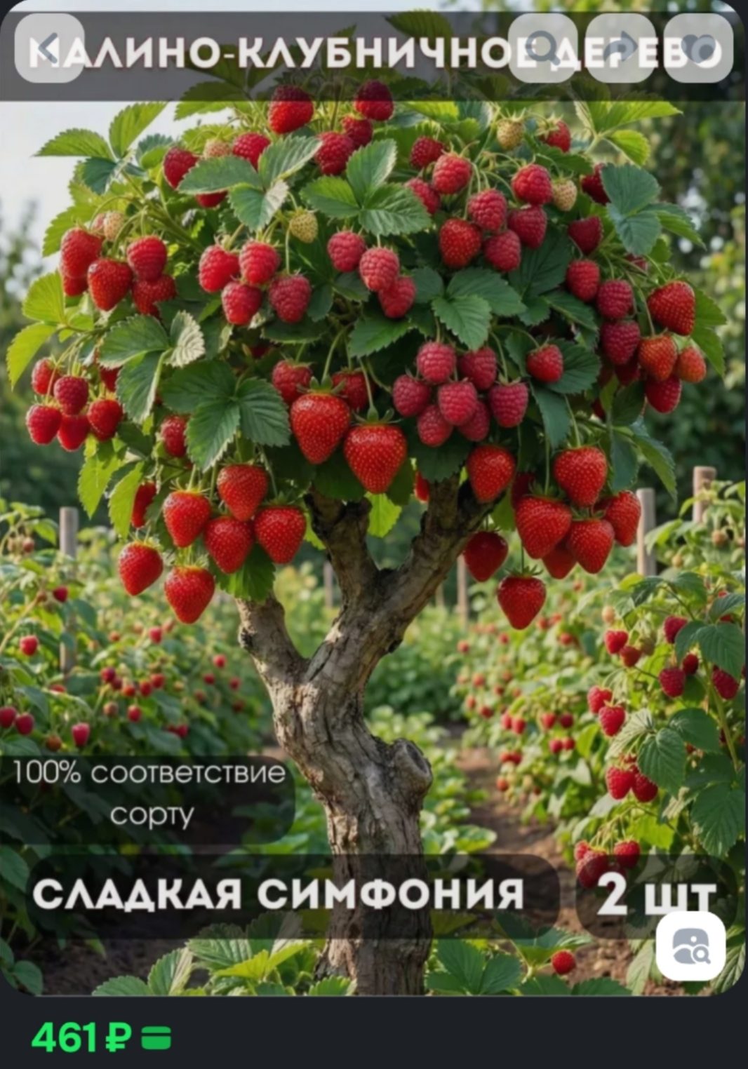 Чудовищное НЕЧТО вырастет в огородах костромских пенсионеров этим летом
