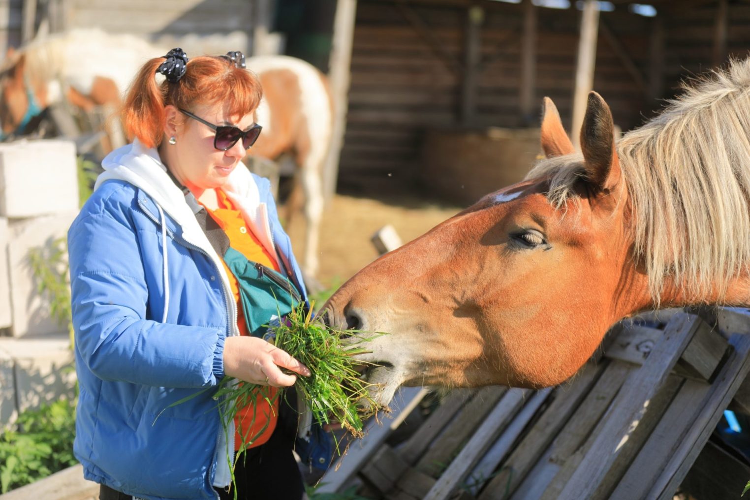 Royal Horse: ваше приключение начнется среди природы и грации