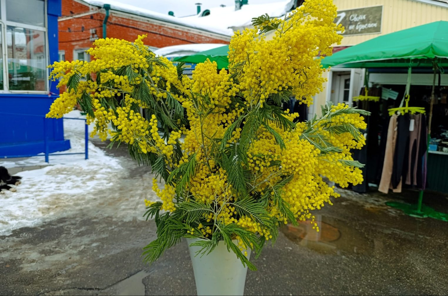 Сколько стоит веточка мимозы в Костроме