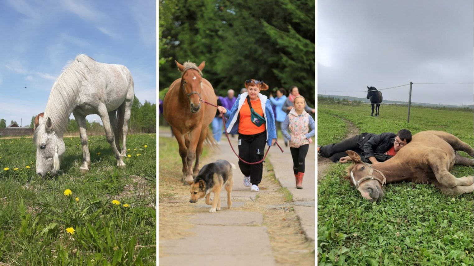 Royal Horse: ваше приключение начнется среди природы и грации