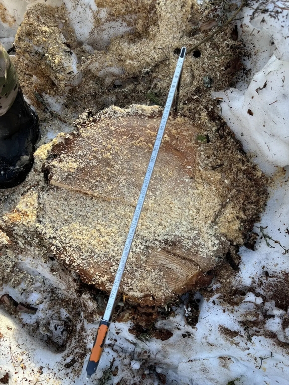 Срубленные деревья влетели в копеечку костромскому бизнесмену