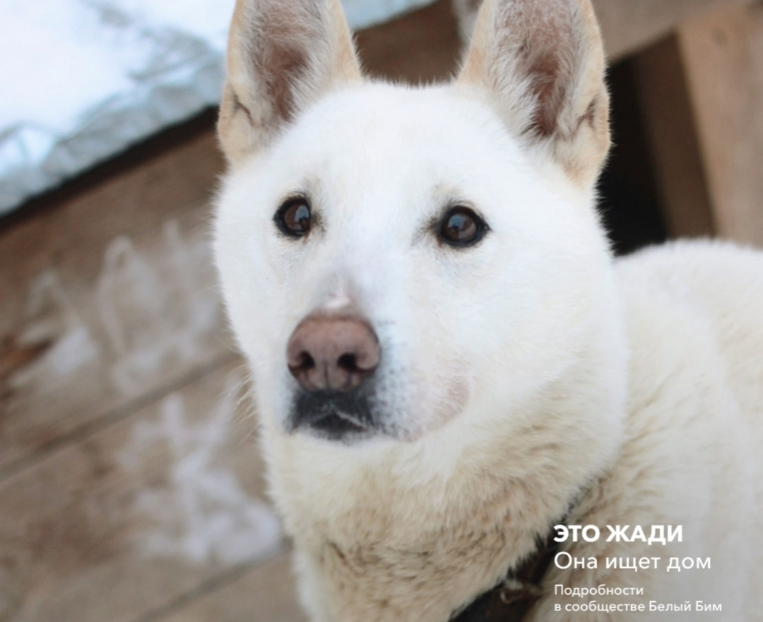 Костромские альпинисты покорят Пик Ленина ради бездомных животных