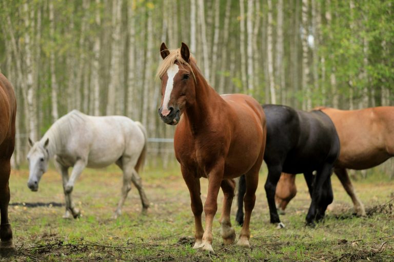 Royal Horse: ваше приключение начнется среди природы и грации