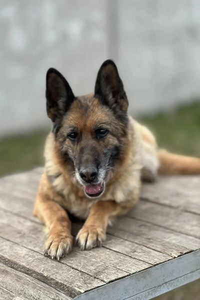 Костромская овчарка Евеста уходит со службы и ищет любящую семью